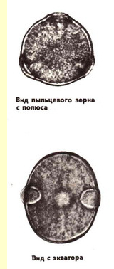 Горошек заборный (V.Sepium L.)-пыльцевые зерна Горошек заборный (V.Sepium L.)-пыльцевые зерна